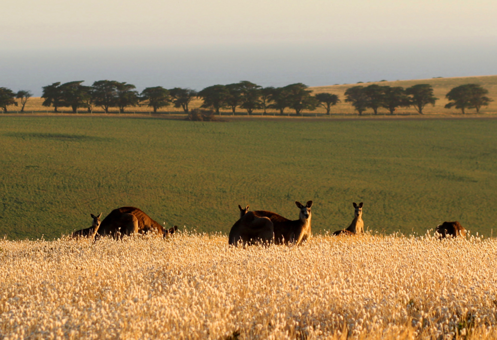 A group of Western Grey Kangaroos (Macropus fuliginosus) foraging in a sunlit field in rural Western Australia.